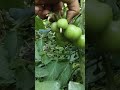 Beautiful tomatos from my garden#organic#freshly#viral short vedio