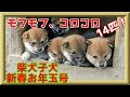 【柴犬子犬】てんちゃん、新年里帰り!14匹の子犬君たちに出会う! 太郎の犬モノガタリ#205