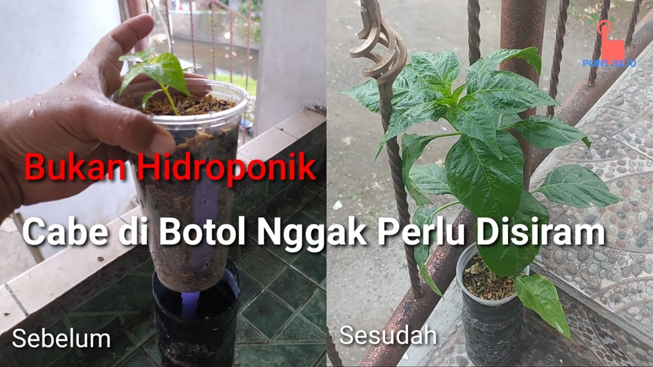 Cara Menanam  Cabe  di  Botol  Bekas Tanpa Disiram YouTube