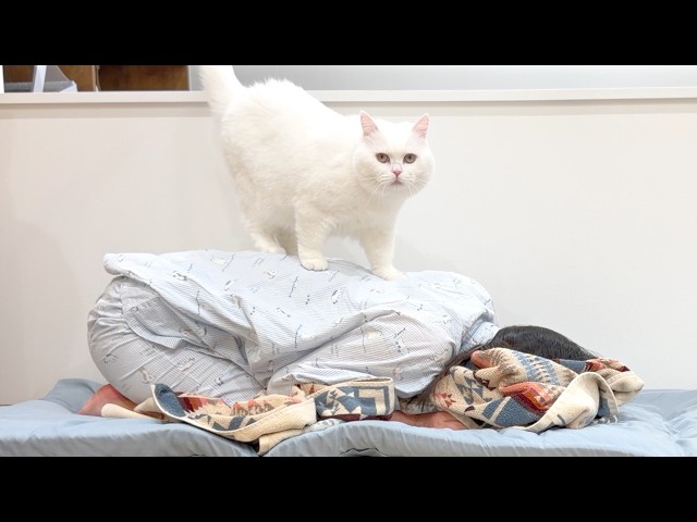 The Cat Who Had No Mercy Waking Up My Sis… lol - YouTube