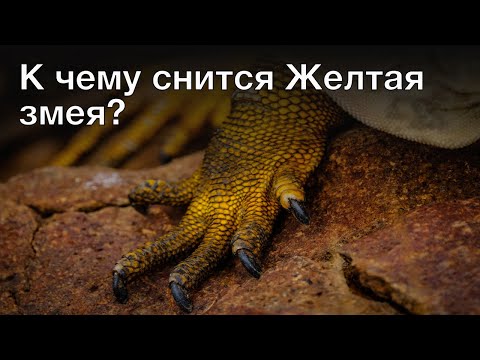 Видео: 12 Настольные принадлежности для любителей собак