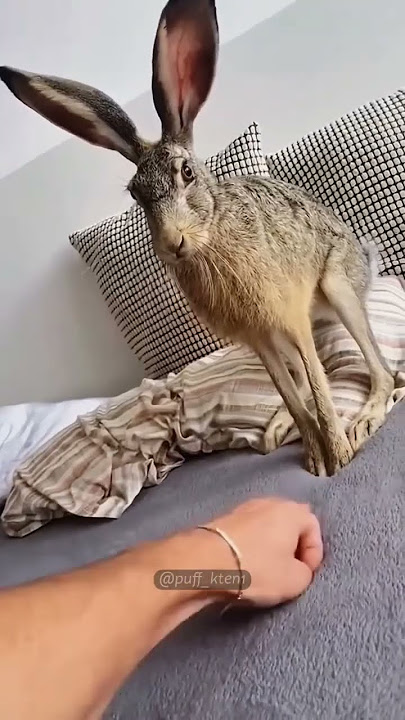 Just a minute.🫣#bunny #funny #pet #cute