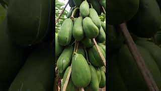 papaya farming shorts