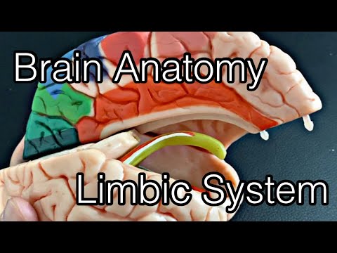 Анатомия мозга: лимбическая система (английский)