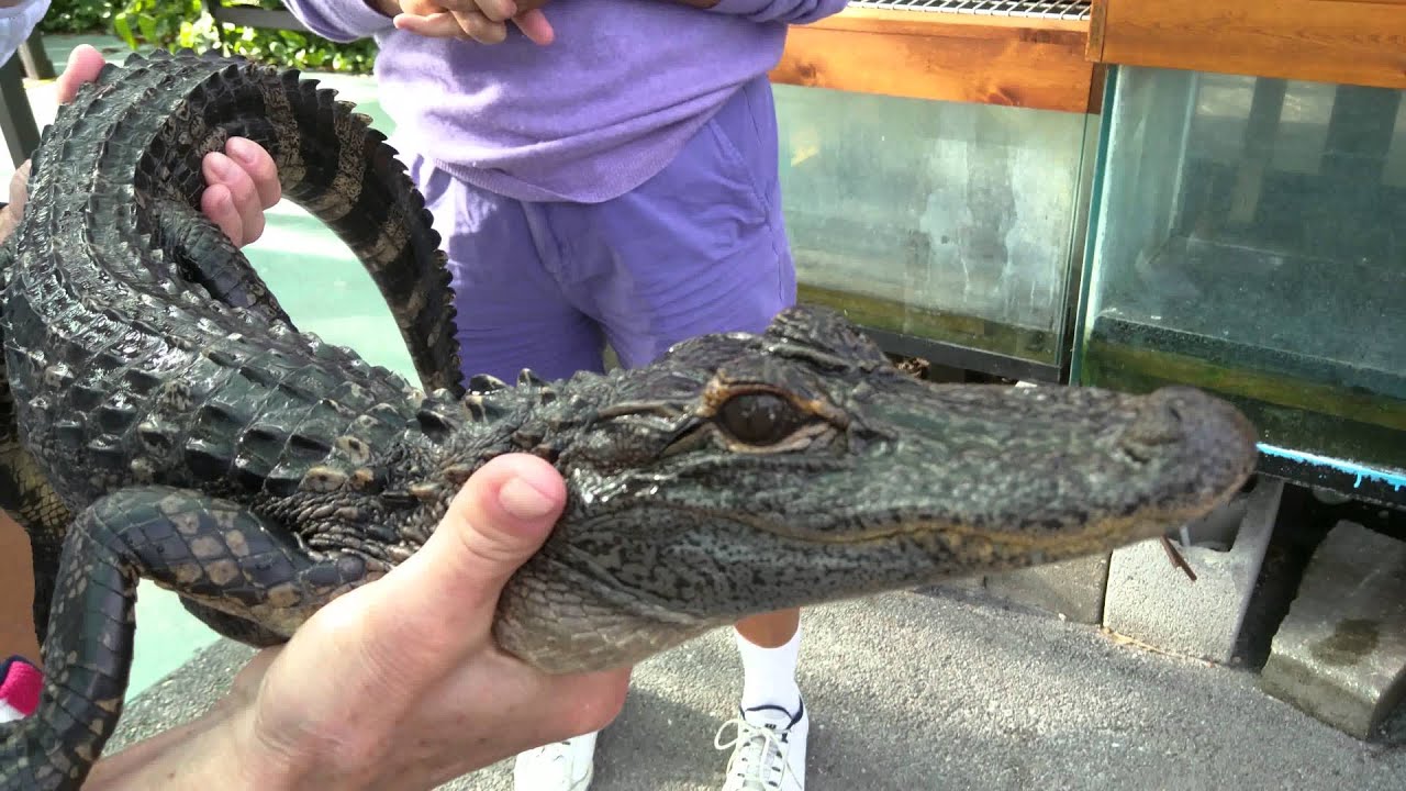 A 3 year old alligator, Everglade City, Florida YouTube