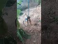 Bully XL com APBT
