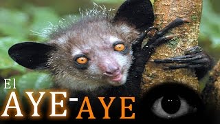 El Aye-aye y la superstición que los mata