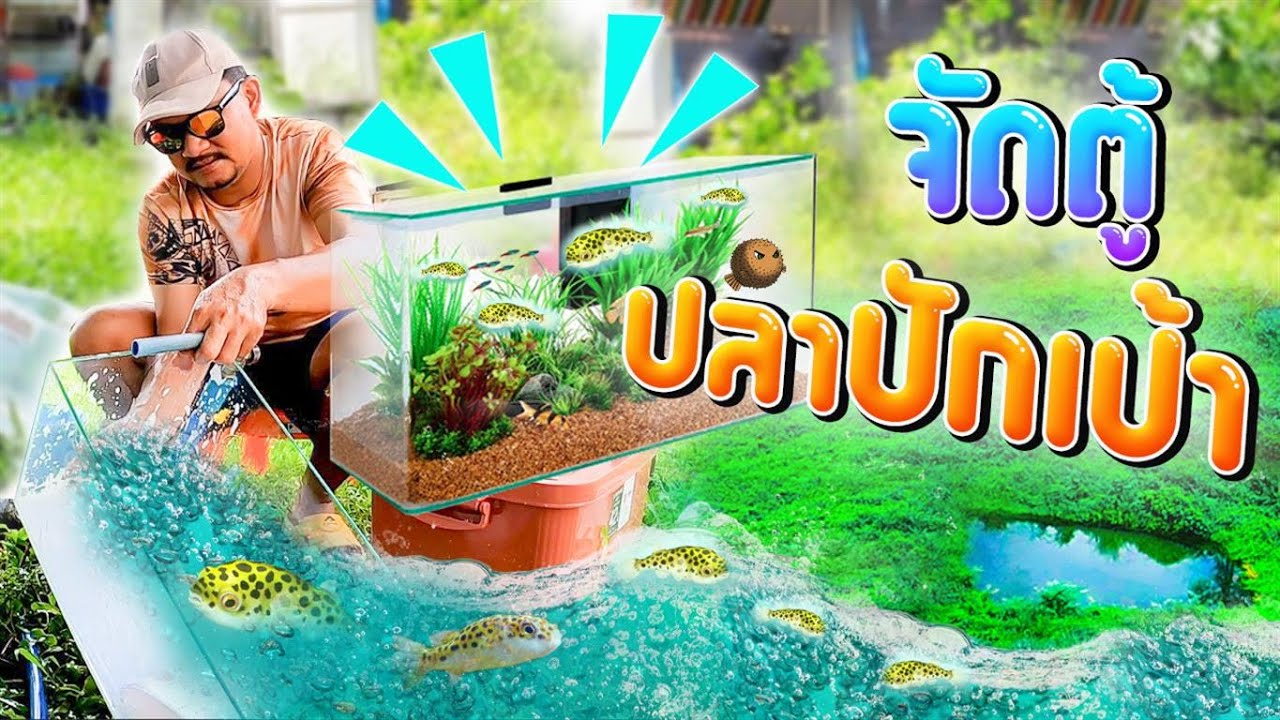 เลี้ยงปลาปักเป้า กันเถอะ..