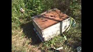 INSIDE the new Bee Hive - Sydney Industrial Feral Bees