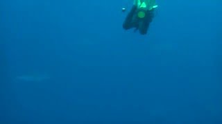 02272016 強探綠島滾水鼻觀 Hammerhead sharks 5- 感謝虎哥優質帶導