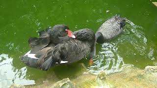 Nature Birds