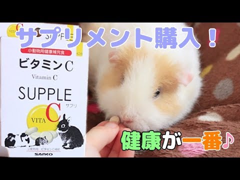 【モルモット】ビタミンCサプリ【Guineapig】