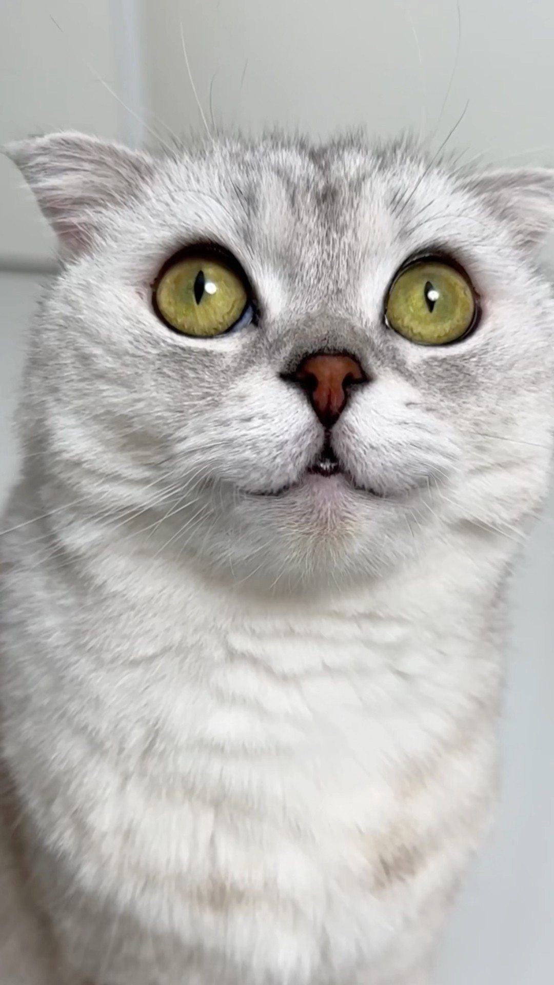 Sonya ? #cat #lego