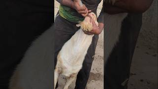 Goat ghee feeding #thebrosfarm