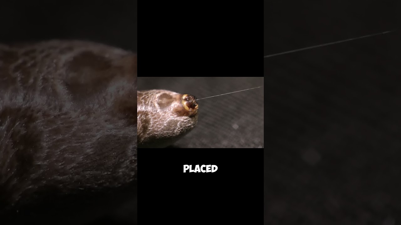 How Spider Silk Is Extracted 