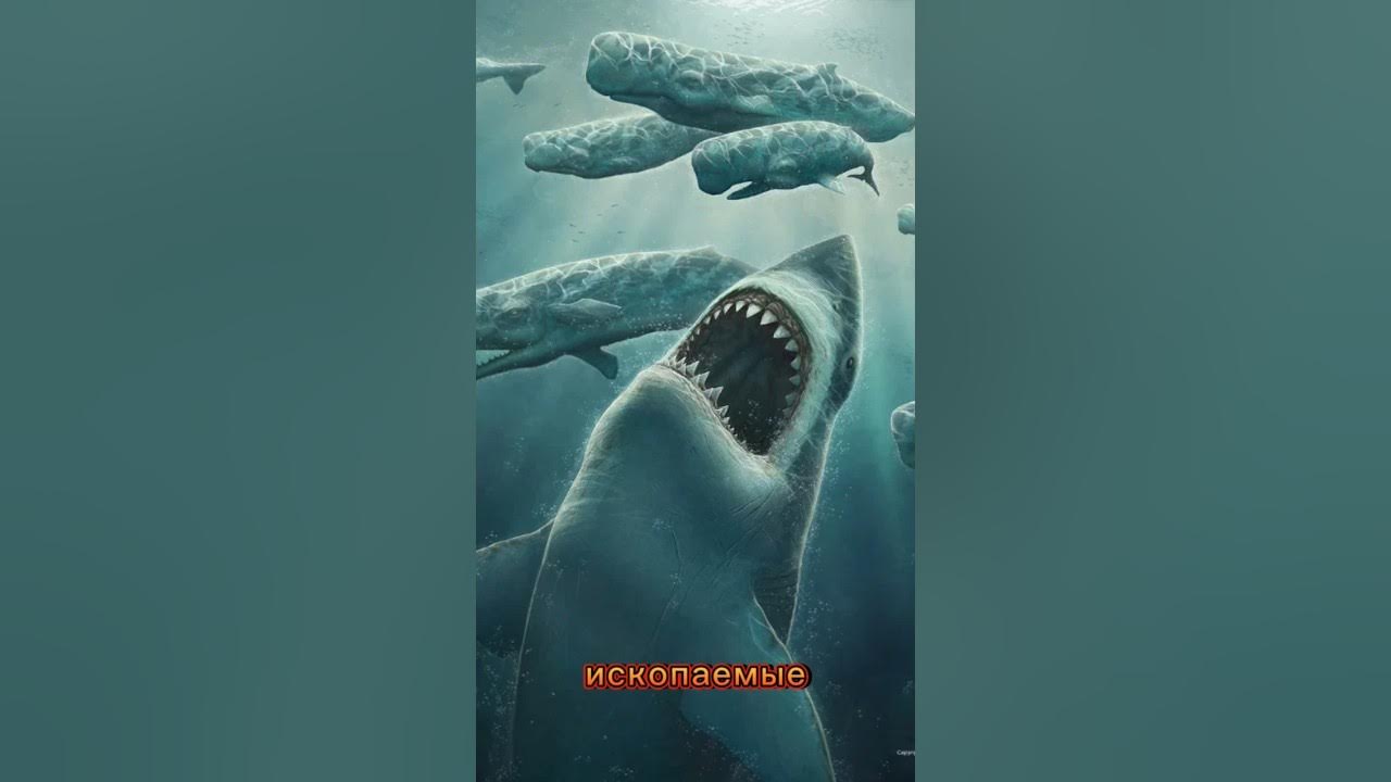 Один из самых больших Хищников на земле МЕГАЛАДОН #мегалодон #монстры # ...