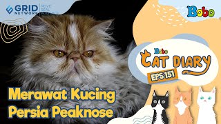 Kucing Lucu - Kucing Persia Peaknose Ternyata Butuh Perhatian Khusus - Bobo Cat Diary Eps 151 Kucing Lucu - Kucing Persia Peaknose Ternyata Butuh Perhatian Khusus - Bobo Cat Diary Eps 151