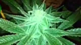 Attack of the trichomes