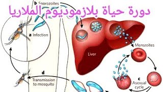 دورة حياة بلازموديوم الملاريا ... فيديو توضيحي رائع جدا 👉 ا.حسن محرم