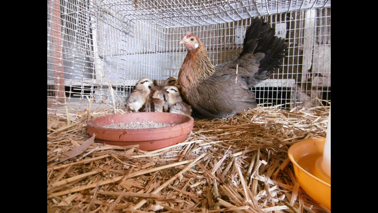 Khaki Campbell and bantam chickens, Quince tree and garden YouTube
