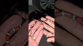 Scarlet King vs Scarletsnake! #snake #wildlife #conservation #nature #animals #shorts