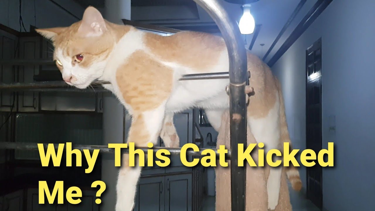 Cat Kicked Me YouTube