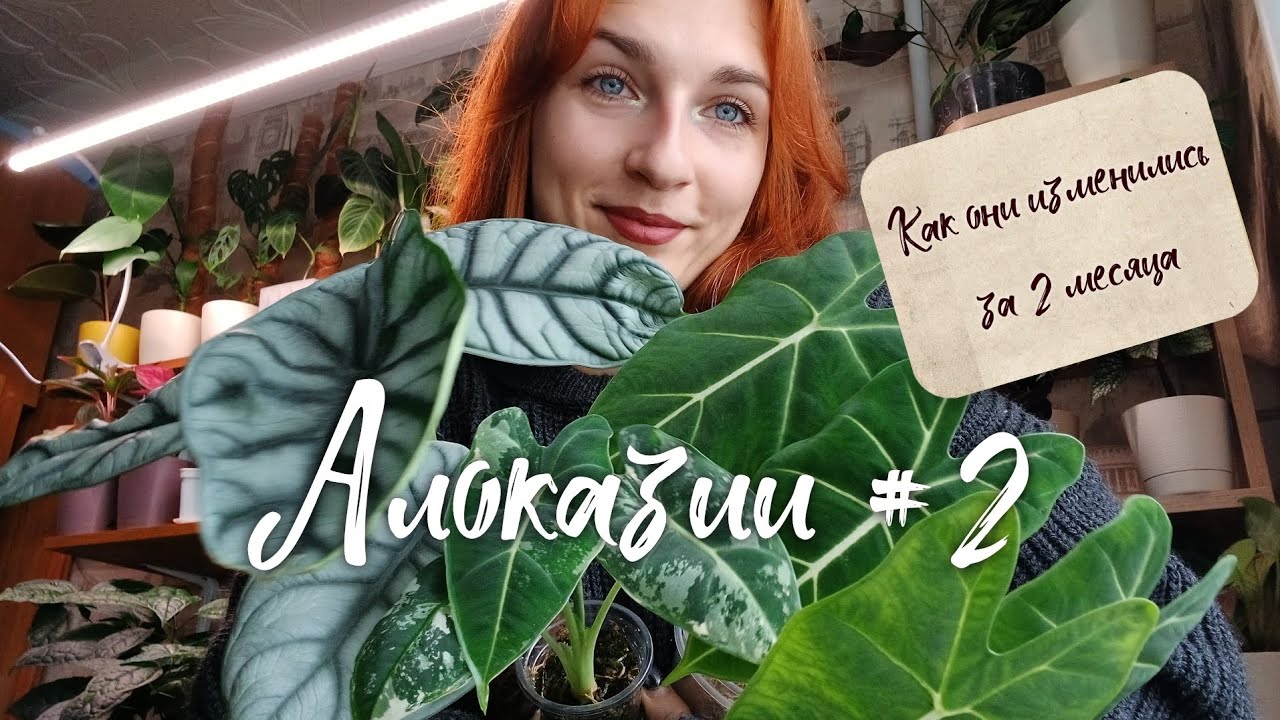 АЛОКАЗИИ #2🌿 Как они выросли за 2 месяца? Обзор.