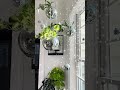 Every home needs a little sparkle 🪩🪴 #plants