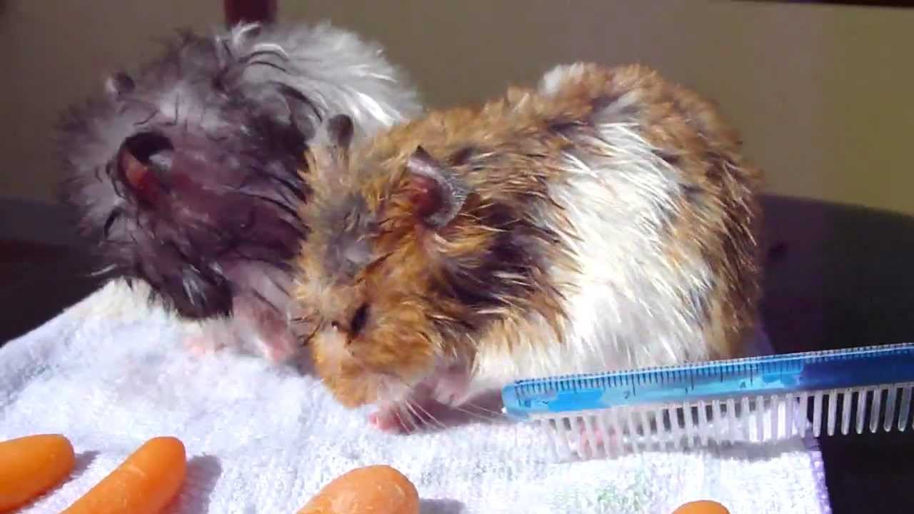 hamsters best pet animal after bath pets animals funny crazy cuttest animals care special video my