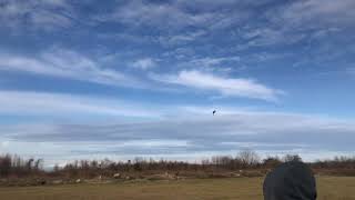 Saker Falcon Training in Field (2026)
