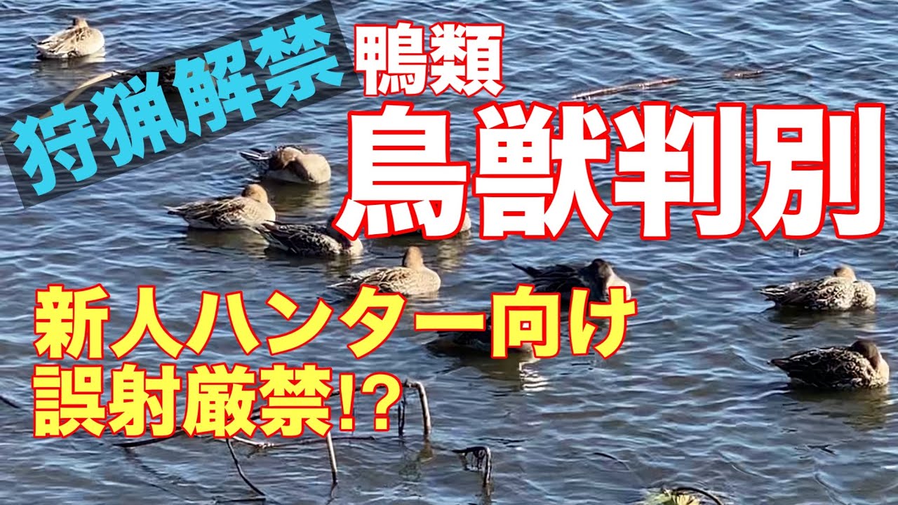 鴨の剥製(対) 展示鳥類剥製（オシドリ） - 新潟県ホームページ