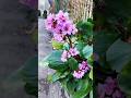 @Yarinka Bergenia or Elephant’s ears. Бадан рослина. #shorts #Bergenia #Elephant’sEars #Бадан.