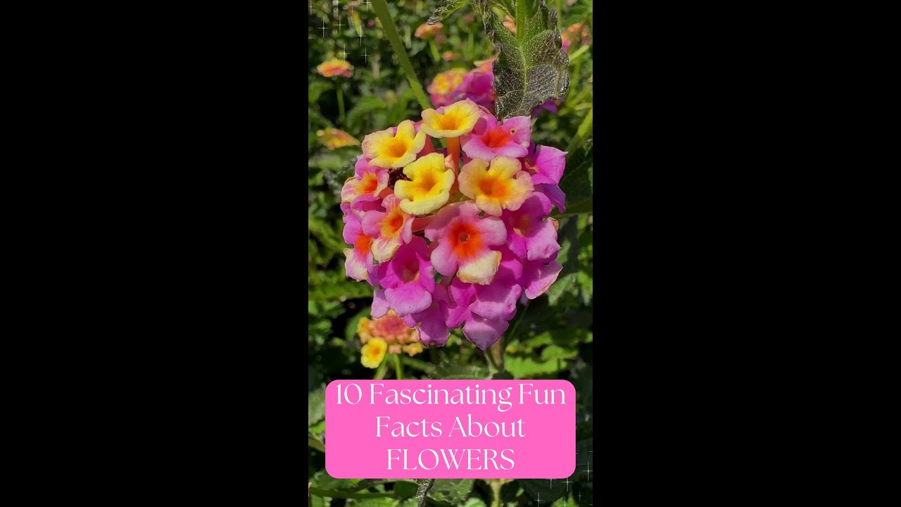 10 Fascinating Fun Facts About Flowers