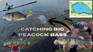 How To Catch Peacock Bass in Singapore! | Bedok Reservoir Fishing | Written Captions Included!