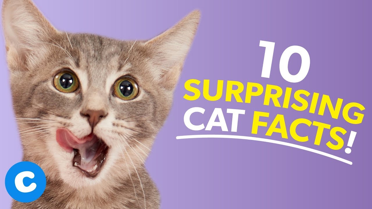 fascinating facts about cats