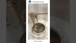 पड़ोस के बाथरू में पार्ट-2||🐒|| #trending #yts #funny #viral #bandar #money #memes #viral