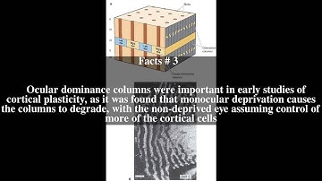 Ocular dominance column Top # 5 Facts