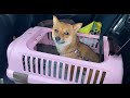 柴犬いちご、単独で車に乗せると…