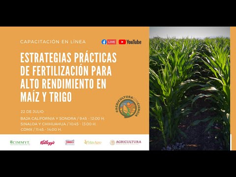 Estrategias prácticas de fertilización para alto rendimiento en maíz y trigo