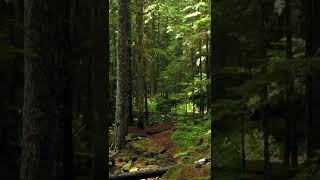 Soothing Ambient Music for Relaxation, Meditation & Calming down - Calming Forest