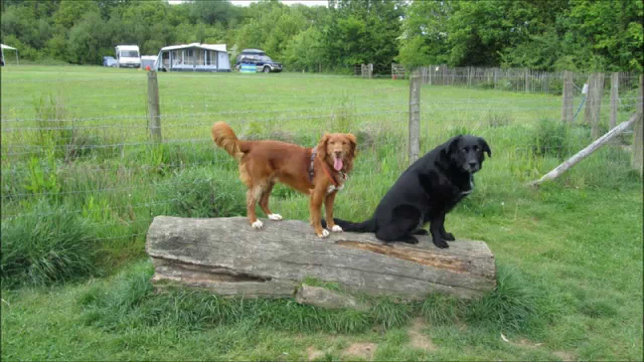 Toplands 2015 Dog excercise field Manor farm country park SO31 1BH