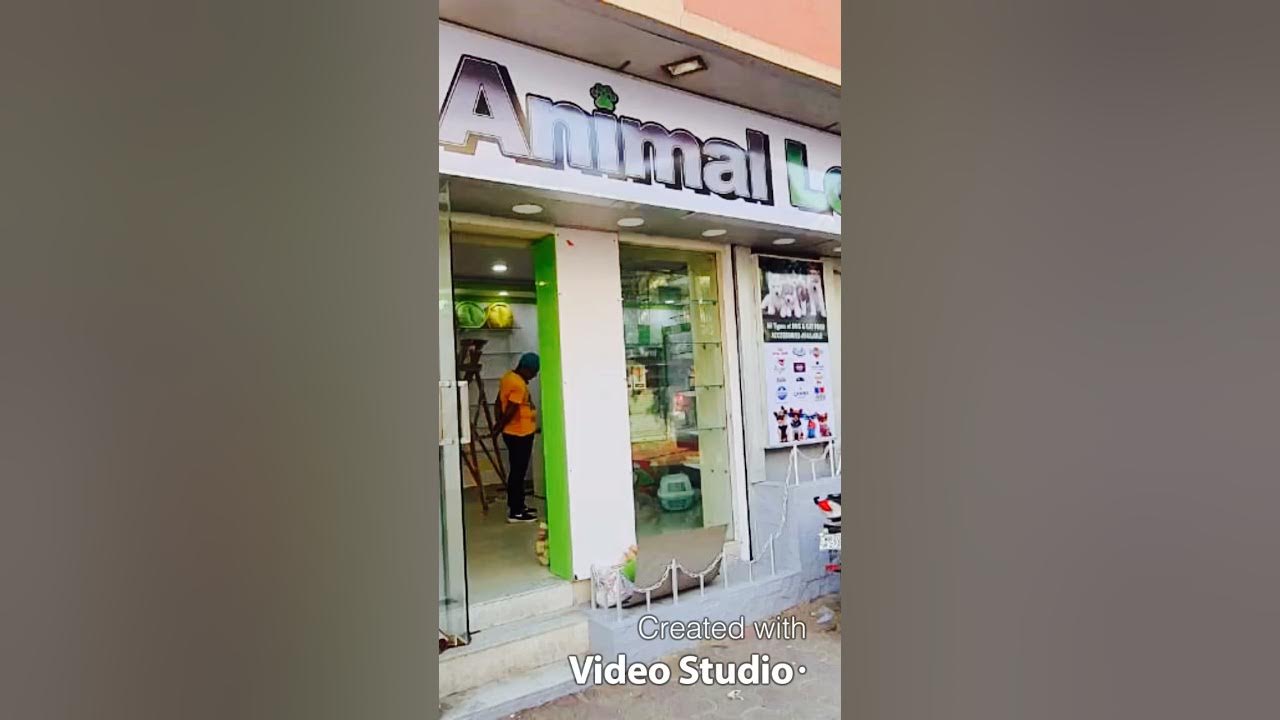 Animal lovers pet shop YouTube