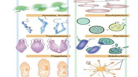 17 Animal Form And Function Ii New 1