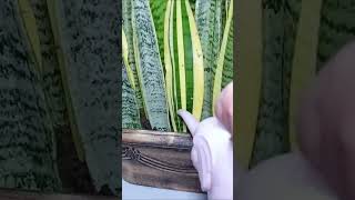 How to Grow Snake Plant Cuttings in Water and Soil #shorts #youtubeshorts