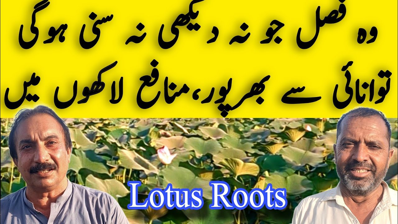 ایسی فصل جو آپ نے پہلے نہ دیکھی نہ سنی ہوگی||توانائی سے بھرپور 5لاکھ منافع
