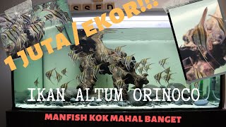 Ikan Altum Orinoco Tangkapan Alam, Ikan Manfish versi Mahal, tips dan trick untuk pemeliharaannya