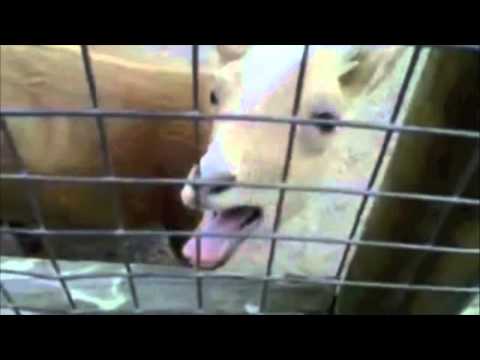 Knife Party Internet Friends Goat Remix