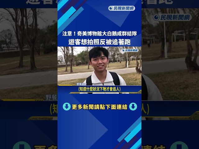 超萌! 奇美博物館大白鵝成群結隊 遊客拍照"反被追"－民視新聞