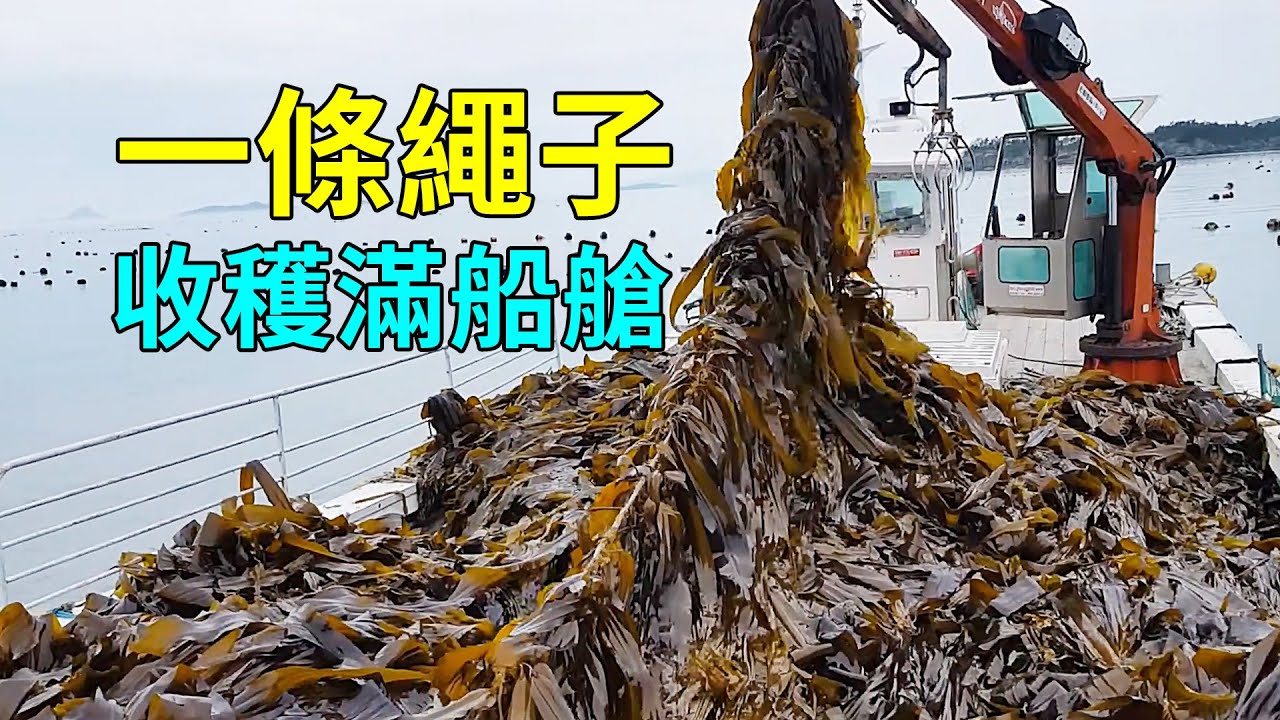 如何養殖海帶，一片就能繁衍幾公里