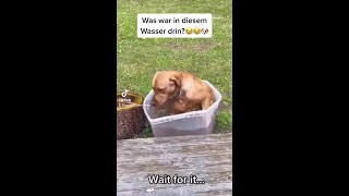 Famous cr: smiles.daily #hund #hundevideos #lustigehunde #gamingskills #F1 #Whistle #Obsession #Reich #Mem Profile